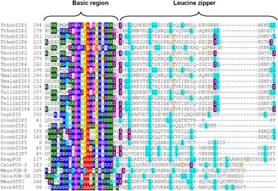 AP-1 (bZIP) Transcription Factors as Potential Regulators of Metallothionein Gene Expression in Tetrahymena thermophila